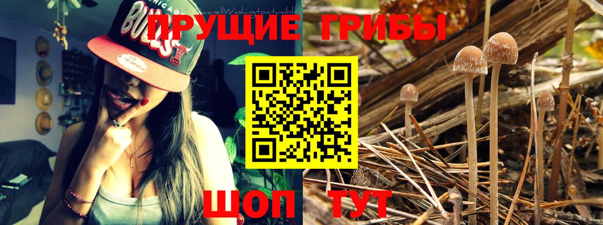 Елабуга  Галлюциногенные грибы GOLDEN TEACHER  Вход с VPN 